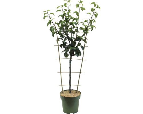 Boom in een pot met klimhulp
