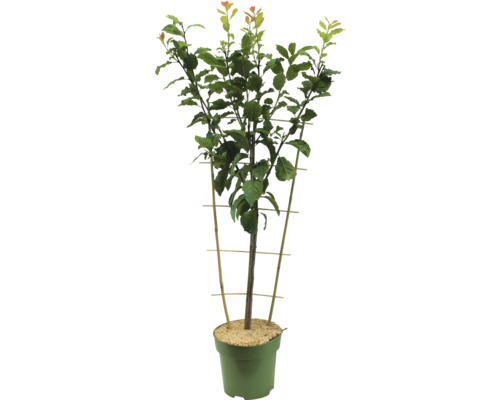 Fruitboom in pot met klimhulp