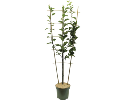 Boom in pot met klimrek