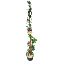 Zuiltjesfruitboom in pot, bevestigd aan een houten stok