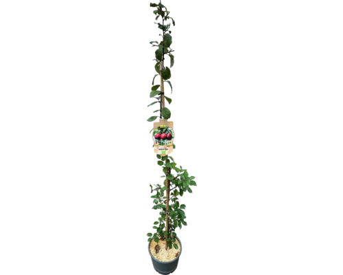 Zuiltjesfruitboom in pot, bevestigd aan een houten stok