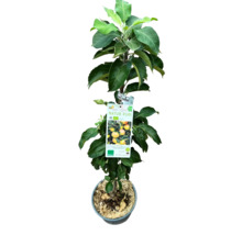 Appelboom in pot met Natur PURI label