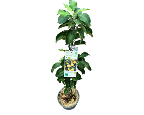 Appelboom in pot met Natur PURI label