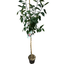Appelboom in pot met steunstok en etiket