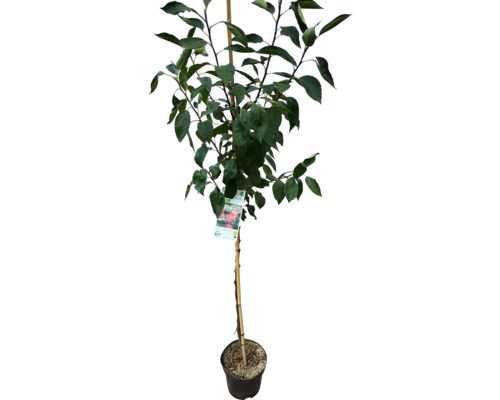 Appelboom in pot met steunstok en etiket