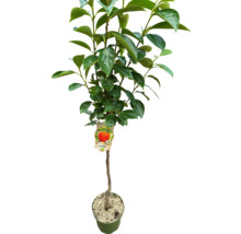 Persimmon in pot met groene bladeren