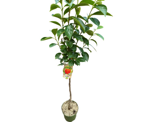 Persimmon in pot met groene bladeren