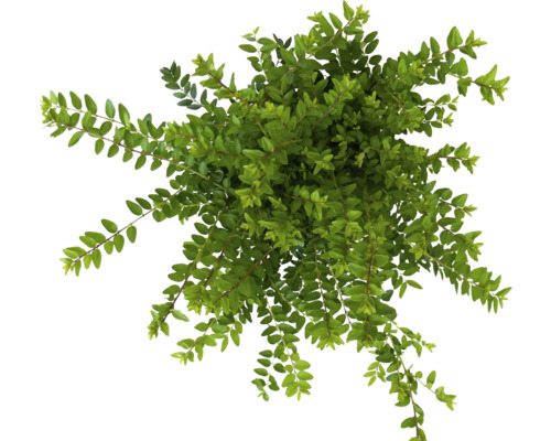 Bovenaanzicht van een groenblijvende struikkamperfoelie plant