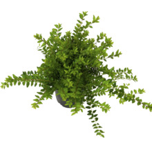 Myrt in pot, tuinplant