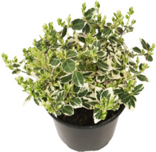 Kardinaalsmuts in pot met groen-witte bladeren