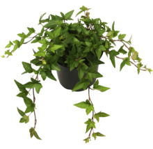 Klimop in pot