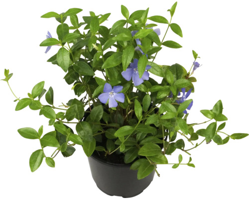 Maagdenpalm plant in pot