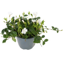 Vinca-plant met groene bladeren en witte bloemen in een pot