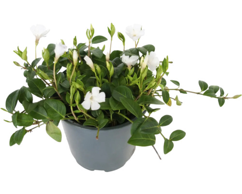 FLORASELF Kleine maagdenpalm Vinca minor 'Alba' potmaat Ø 13 cm H 5 cm