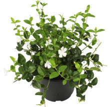 Groenblijvende plant in pot met witte bloemen