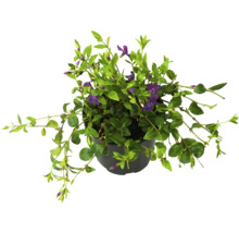 Vinca minor plant in pot met violette bloemen
