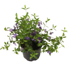 Maagdenpalm met paarse bloemen in pot