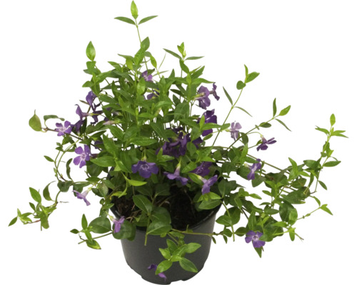 Maagdenpalm met paarse bloemen in pot