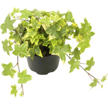 Klimop plant in pot