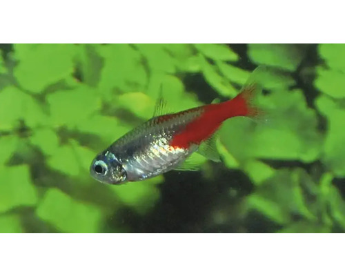 Neontetra diamant