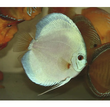 Close-up van een discusvis in een aquarium