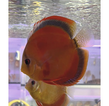 Twee discusvissen in aquarium