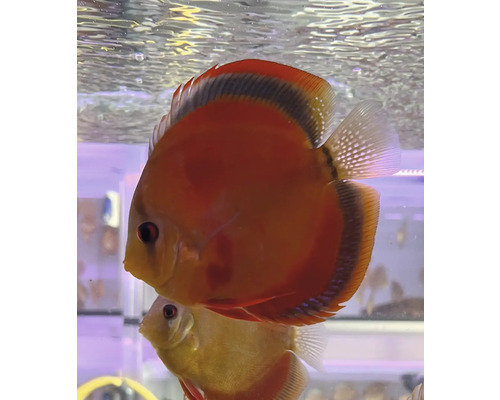 Discus red cover