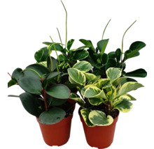 Verschillende peperomia planten in potten