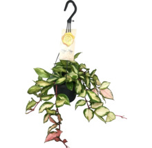 Hangplant wasbloem in een pot met hanger