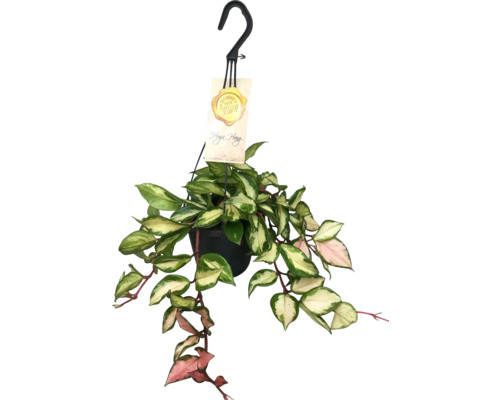 FLORASELF Wasbloem driekleuren Hoya Carnosa Tricolor Hang potmaat Ø 14 cm H 30 cm Hangplant wasbloem in een pot met hanger