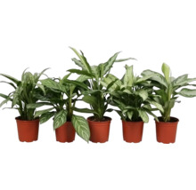 Vijf Dieffenbachia planten in potten