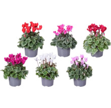 Meerkleurige cyclamen in potten