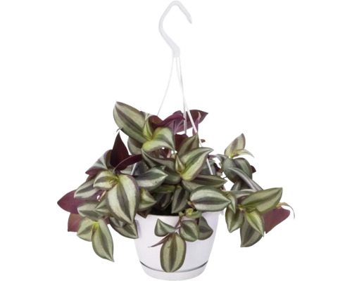 FLORASELF Vaderplant Violet Hill Tradescantia Hang potmaat Ø 12 cm H 17 cm Hangplant in pot met haak