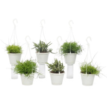 Verschillende hangplanten in potten met ophangsysteem