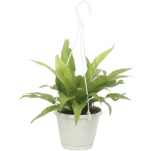 Hangplant met groene bladeren in pot