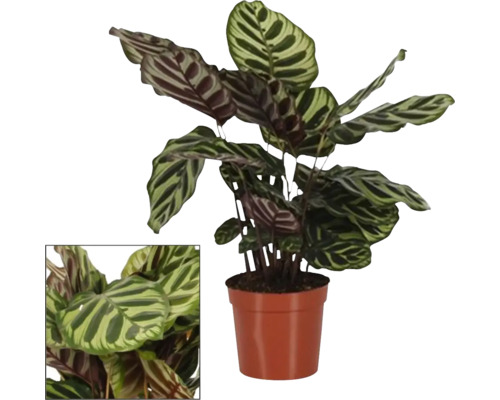 FLORASELF Pauwenplant Makoyana Calathea potmaat Ø 14 cm H 50-55 cm