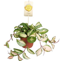 FLORASELF Wasbloem driekleuren Hoya Carnosa Tricolor potmaat Ø 12 cm H 12 cm