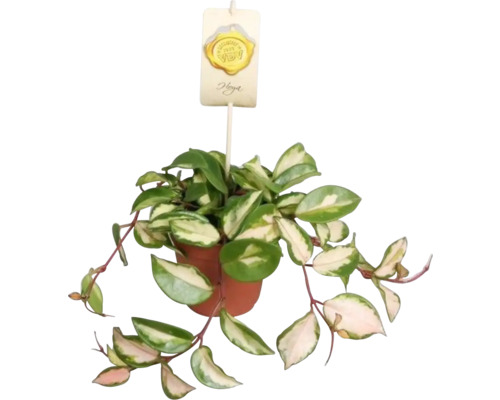 FLORASELF Wasbloem driekleuren Hoya Carnosa Tricolor potmaat Ø 12 cm H 12 cm Hoya kamerplant in pot met verscheidenheidsbord