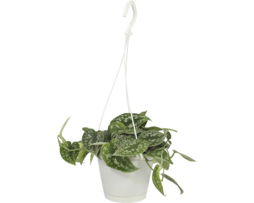 FLORASELF Drakenklimop Pictus Scindapsus Pictus Hang potmaat Ø 12 cm H 17 cm Hangplant in witte pot