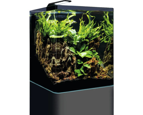 Aquarium met decoratie en planten