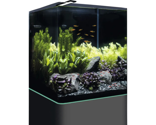 Ingericht aquarium met vissen en planten
