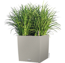 Vierkante plantenbak met groene planten