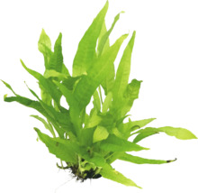 Aquariumplant met langwerpige, groene bladeren