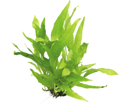 Aquariumplant met langwerpige, groene bladeren