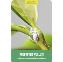 Lieveheersbeestje tegen wolluis op een plant