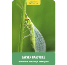 Larven gaasvlieg voor plaagbestrijding