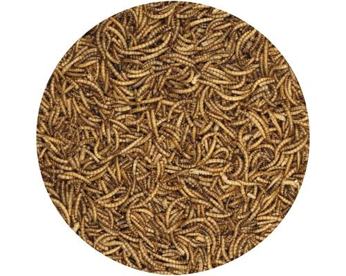 Meelwormen als diervoeder