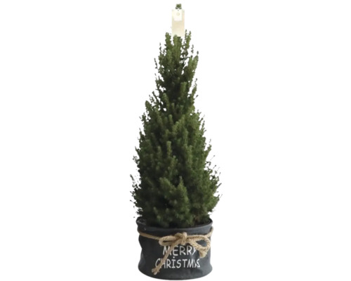 Canadese spar Picea Glauca Conica potmaat Ø 26 cm H 100 cm