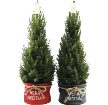 Twee miniatuurkerstbomen in decoratieve potten met de tekst Vrolijk kerstfeest