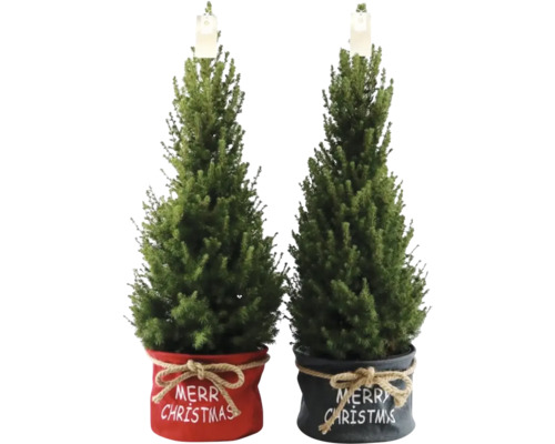Twee miniatuurkerstbomen in decoratieve potten met de tekst Vrolijk kerstfeest